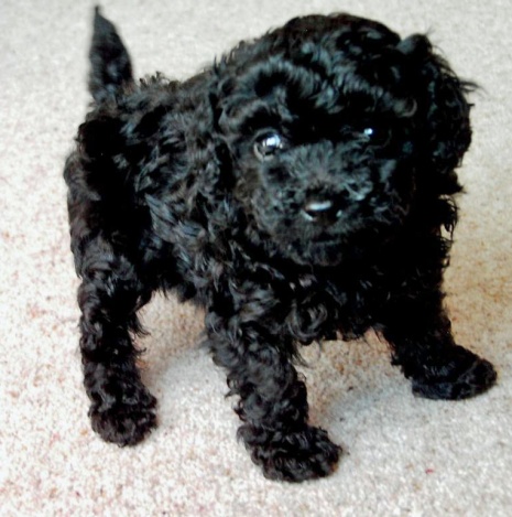 black toy poodle puppies